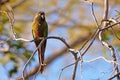 Scaly-headed Parrot, Pionus Maximiliani, perching on a branch in Pantanal, Aquidauana, Mato Grosso Do Sul, Brazil Royalty Free Stock Photo