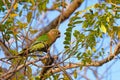 Scaly-headed Parrot, Pionus Maximiliani, perching on a branch in Pantanal, Aquidauana, Mato Grosso Do Sul, Brazil