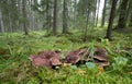 Scaly hedgehog, Sarcodon imbricatus growing among moss Royalty Free Stock Photo