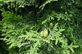 Scaly leaves and seed cones of Thuja occidentalis