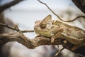 Scaly lizard skin resting in the sun