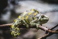 Scaly lizard skin resting in the sun Royalty Free Stock Photo