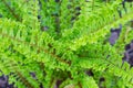Scaly Male Fern - Dryopteris affinis `Cristata Angustata`. Top view. Selective focus. Royalty Free Stock Photo