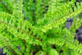 Scaly Male Fern - Dryopteris affinis `Cristata Angustata`. Top view. Selective focus. Royalty Free Stock Photo