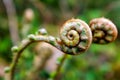 Scaly male fern frond