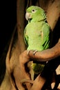 Scaly Naped Amazone Parrot Royalty Free Stock Photo