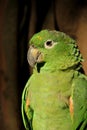 Scaly Naped Amazone Parrot Royalty Free Stock Photo