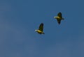 Scaly-naped Parrots on flight