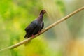 Scaly-naped pigeon - Patagioenas squamosa also Red-necked pigeon, bird family Columbidae, occurs throughout the Caribbean, large