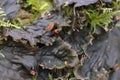 Scaly Pelt Lichen Royalty Free Stock Photo