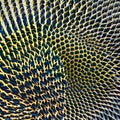 A scaly and prickly texture with hedgehog spines and iguana skin5, Generative AI