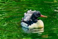 Scaly sided Merganser Chinese Merganser Duck Male Seattle Washiington