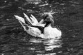 Scaly sided Merganser Chinese Merganser Duck Male Seattle Washiington Royalty Free Stock Photo