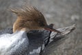 The Scaly-Sided Merganser (Mergus squamatus Royalty Free Stock Photo