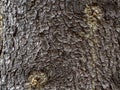 Scaly texture of pine bark with resin. The rough bark of an old tree is covered with cracks. Abstract monochrome background Royalty Free Stock Photo