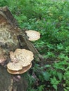 Polyporus squamosus