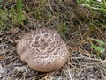 Scaly Tooth Fungi