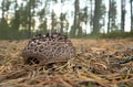 Scaly tooth fungus, Sarcodon squamosus