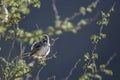 Scaly Weaver in Kgalagadi transfrontier park, South Africa Royalty Free Stock Photo