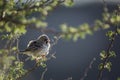 Scaly Weaver in Kgalagadi transfrontier park, South Africa Royalty Free Stock Photo