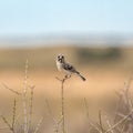 Scaly Weaver in Kgalagadi transfrontier park, South Africa Royalty Free Stock Photo