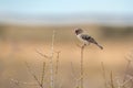 Scaly Weaver in Kgalagadi transfrontier park, South Africa Royalty Free Stock Photo