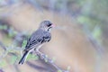 Scaly weaver sporopipes squamifrons sitting on tree branch Royalty Free Stock Photo