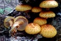 Scalycap Mushrooms & x28;Pholiota& x29; Royalty Free Stock Photo
