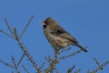 Scalyfeathered Finch Sporopipes squamifrons Royalty Free Stock Photo