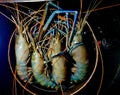 Scampi ,Attukonchu, Jinga , Golda Chingdi , Dublin Bay Prawn ,Nephrops norvegicus or Norway Lobster is an edible lobster of the