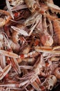 Scampi in a fish store Royalty Free Stock Photo