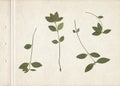 Scan of branches of a cherry tree with green leaves. Vintage herbarium background on a sheet of old textured paper. Pressed and Royalty Free Stock Photo