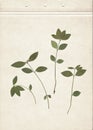 Scan of green leaves of a cherry tree with petioles. Vintage deciduous herbarium background on a sheet of old textured paper. Pres Royalty Free Stock Photo