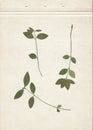 Scan of green leaves of a cherry tree with petioles. Vintage deciduous herbarium background on a sheet of old textured paper. Pres Royalty Free Stock Photo