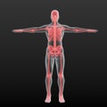 Scan of an human body. Sore bones