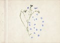 Scan of a pressed and dried flower with blue petals. Vintage herbarium background on a sheet of old textured paper. Composition of Royalty Free Stock Photo