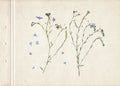 Scan of a pressed and dried meadow flower with blue petals. Fine vintage floral herbarium background on a sheet of old yellowed te