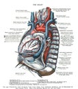 Scan of 19th-century heart anatomy on a textbook