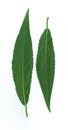 Scanarray two long young green leaves of a tree Royalty Free Stock Photo
