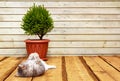 Scandinavian comfort. Wooden porch, Spruce in a pot. The cat lies on the floor