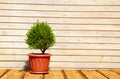 Scandinavian comfort. Wooden porch, Spruce in a pot.