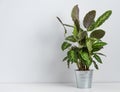 Scandinavian concept. Beautiful house plant kalathea in metal pot on white table. Front view and copy space