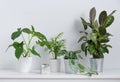 Scandinavian concept. Some beautiful house plants flowers in white and metal pots on white table. Front view and copy space