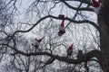 Scandinavian gnomes on a bare tree. Christmas decoration Royalty Free Stock Photo