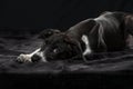 Scandinavian hound puppy lying on black background