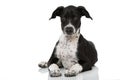 Scandinavian hound puppy lying on white background