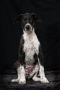 Scandinavian hound puppy sitting on black background