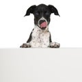 Scandinavian hound puppy sitting on white background