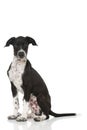 Scandinavian hound puppy sitting on white background