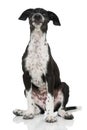 Scandinavian hound puppy sitting on white background